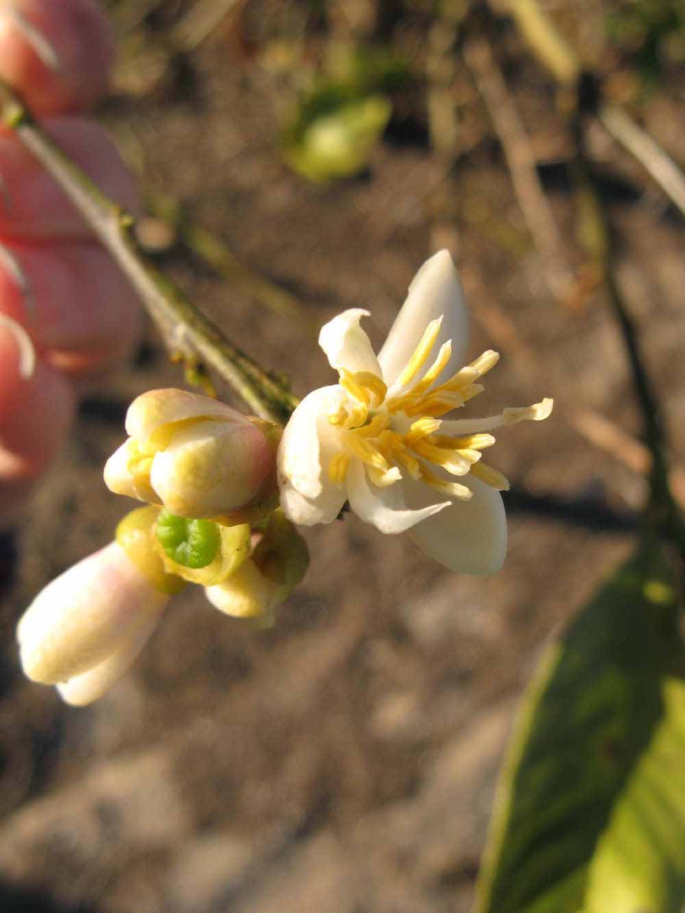              Flower (Winter Haven, FL)       